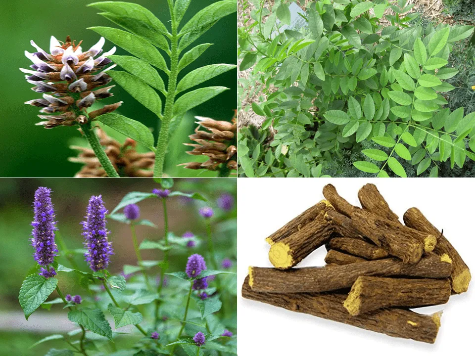 گل شیرین بیان (Licorice Root)نام علمی: (Glycyrrhiza glabra)