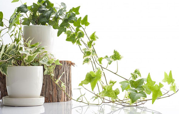 پاپیتال یا عشقه (English Ivy)