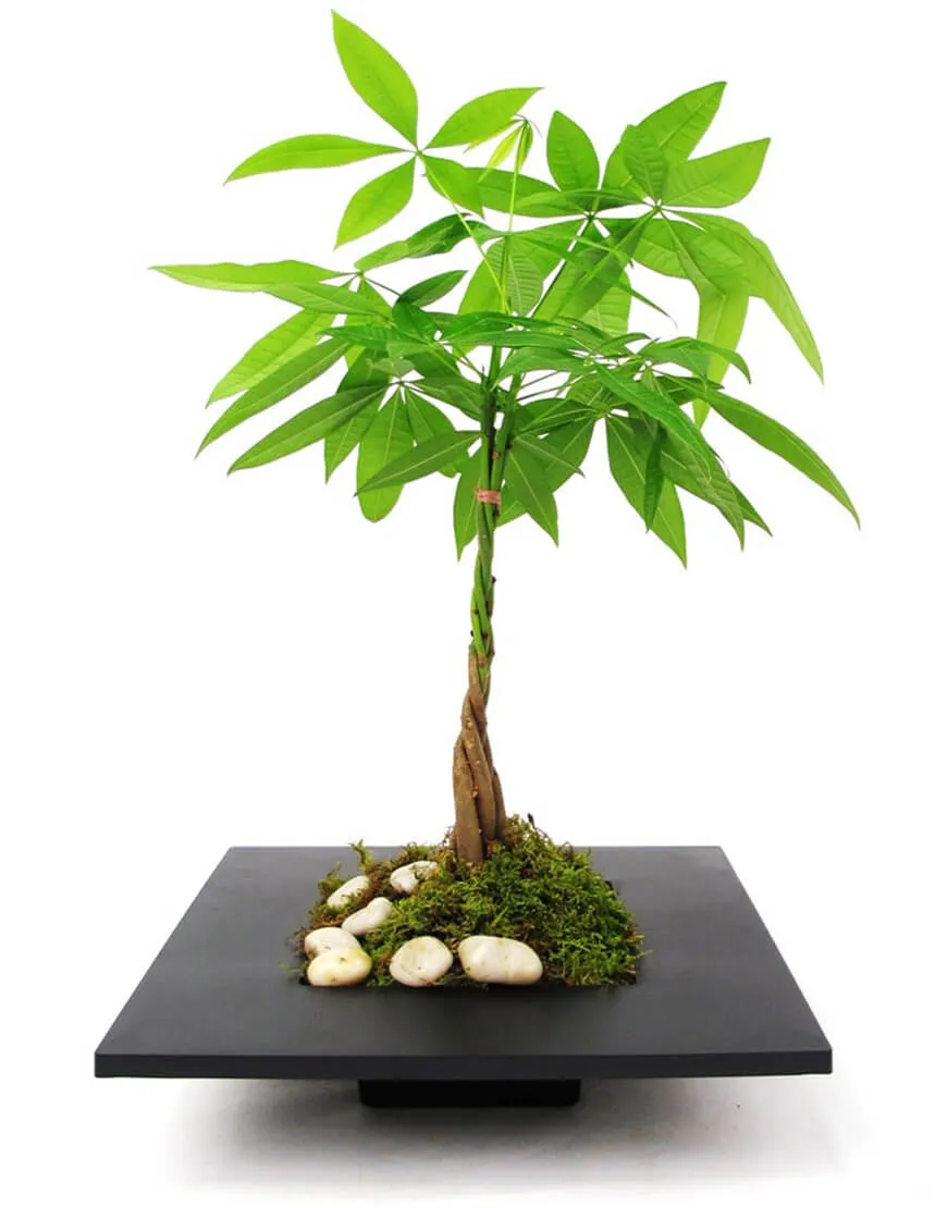 درختچه های آپارتمانی در گلدان پلاستیکی سیدوسApartment shrubs in plastic pots Sidoos
مجموعه تولیدی سیدوس ,تولید کننده گلدان پلاستیکی سیدوس ,بیش از 120نوع, اعم از گلدان استوانه ای پلاستیکی سیدوس,گلدان الماسی پلاستیکی سیدوس,گلدان مربعی پلاستیکی,گلدان مثلثی پلاستیکی,گلدان گرد پلاستیکی ,باکس مستطیلی,در اندازه های کاکتوسی تا درختچه ای