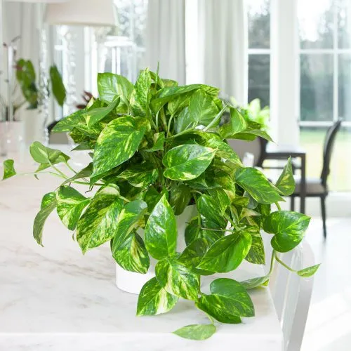 فصل پاییز وگیاهان آپارتمانی مناسب این فصلAutumn season and suitable houseplants for this season مجموعه تولیدی سیدوس ,تولید کننده گلدان پلاستیکی سیدوس ,بیش از 120نوع, اعم از گلدان استوانه ای پلاستیکی سیدوس,گلدان الماسی پلاستیکی سیدوس,گلدان مربعی پلاستیکی,گلدان مثلثی پلاستیکی,گلدان گرد پلاستیکی ,باکس مستطیلی,در اندازه های کاکتوسی تا درختچه ای