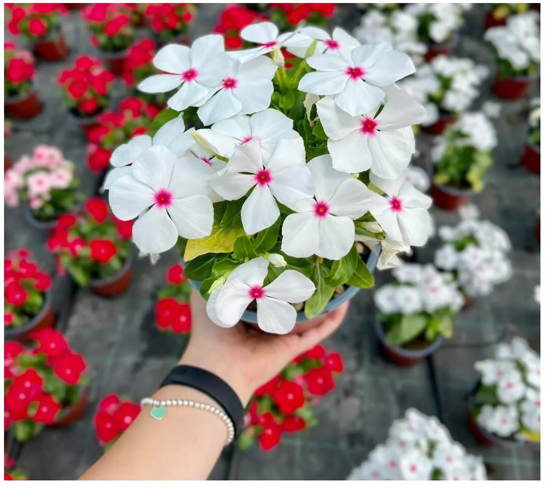 گل های بهاری وتابستانی مناسب باغچه (37گونه)Spring and summer flowers suitable for the garden (37 (species) مجموعه تولیدی سیدوس , تولید کننده گلدان های پلاستیکی سیدوس