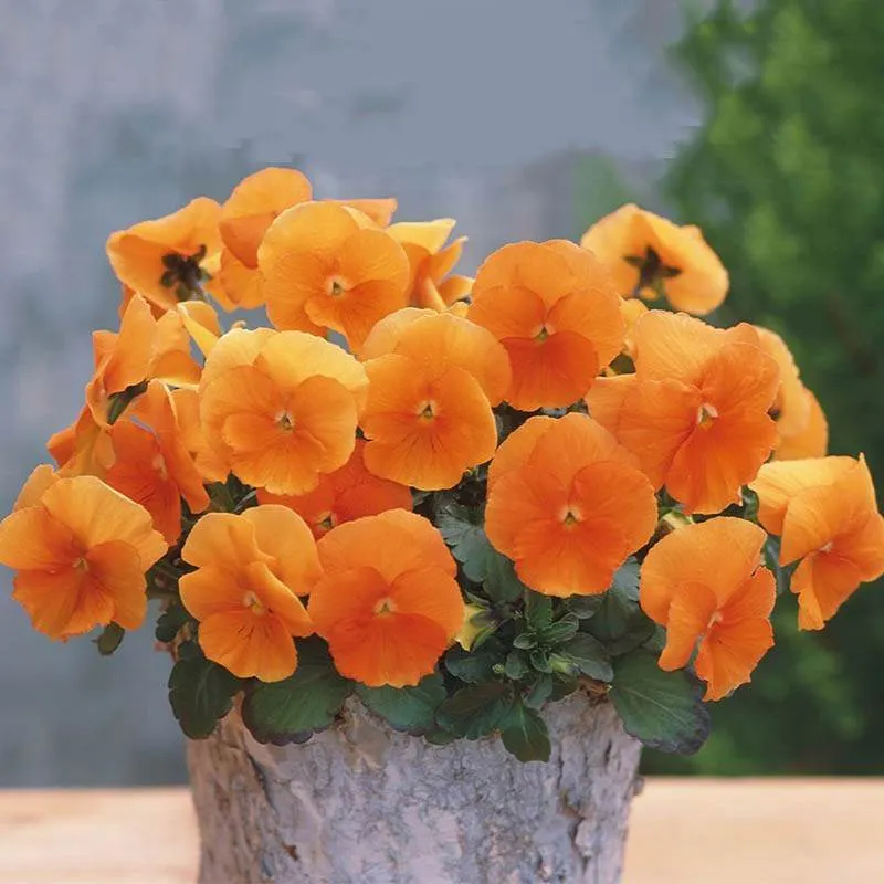 گل های نارنجی محبوب Orange flowers are popular مجموعه تولیدی سیدوس تولید کننده گلدان پلاستیکی سیدوس