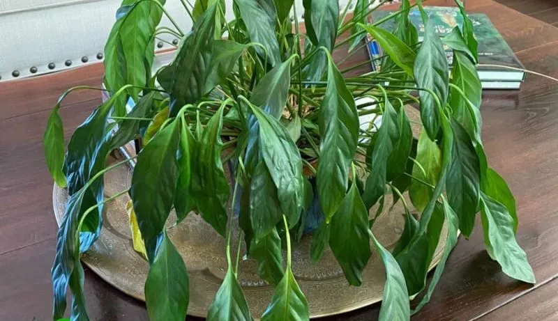 اسپاتی فیوم نام علمی: Spathiphyllum رده‌‌بندی بالاتر: گل‌شیپوریان گلدان پلاستیکی Plastic pot, plastic vase مجموعه تولیدی سیدوس ,تولید کننده گلدان پلاستیکی سیدوس ,بیش از 120نوع, اعم از گلدان استوانه ای پلاستیکی سیدوس,گلدان الماسی پلاستیکی سیدوس,گلدان مربعی پلاستیکی,گلدان مثلثی پلاستیکی,گلدان گرد پلاستیکی ,باکس مستطیلی,در اندازه های کاکتوسی تا درختچه ای