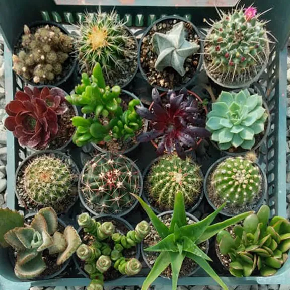فصل پاییز وگیاهان آپارتمانی مناسب این فصلAutumn season and suitable houseplants for this season مجموعه تولیدی سیدوس ,تولید کننده گلدان پلاستیکی سیدوس ,بیش از 120نوع, اعم از گلدان استوانه ای پلاستیکی سیدوس,گلدان الماسی پلاستیکی سیدوس,گلدان مربعی پلاستیکی,گلدان مثلثی پلاستیکی,گلدان گرد پلاستیکی ,باکس مستطیلی,در اندازه های کاکتوسی تا درختچه ای