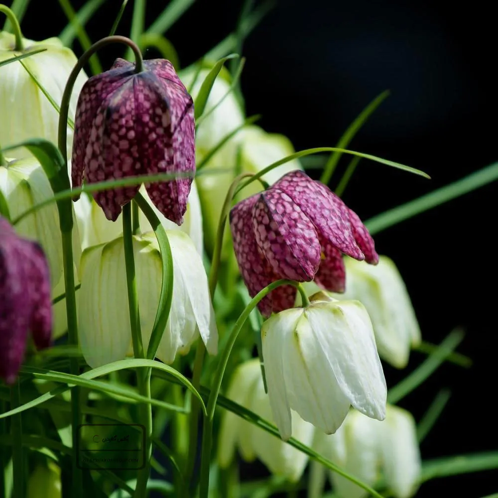گل لاله واژگون کله‌ماری (Checkered Lily)نام علمی: (Fritillaria meleagris)