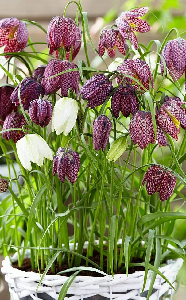 گلهای زیبای بهاری که میتوان در گلدان وباغچه کاشت Beautiful spring flowers that can be planted in pots and gardens مجموعه تولیدی سیدوس ,تولید کننده گلدان پلاستیکی سیدوس ,بیش از 120نوع, اعم از گلدان استوانه ای پلاستیکی سیدوس,گلدان الماسی پلاستیکی سیدوس,گلدان مربعی پلاستیکی,گلدان مثلثی پلاستیکی,گلدان گرد پلاستیکی ,باکس مستطیلی,در اندازه های کاکتوسی تا درختچه ای