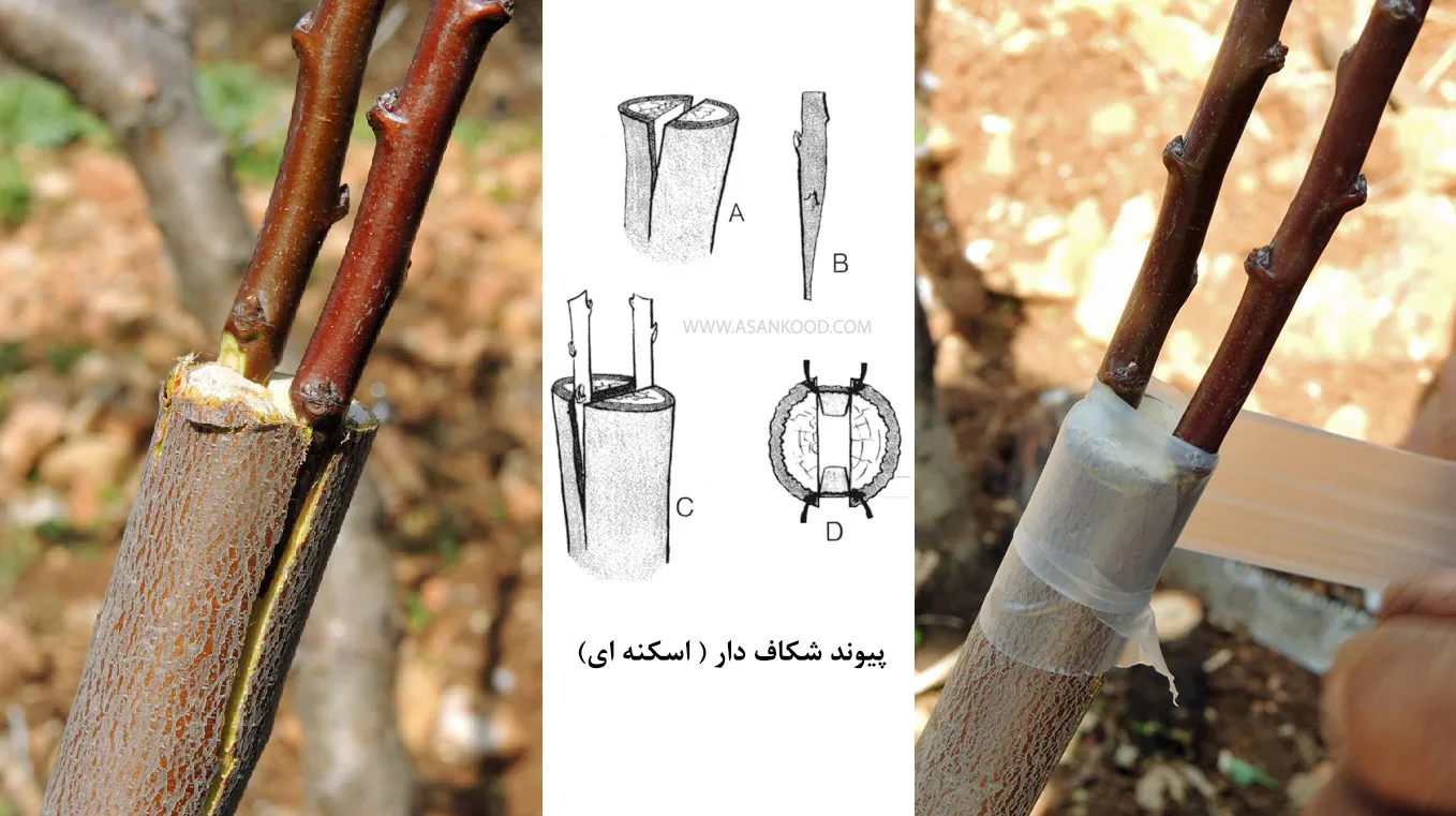پیوند زدن گیاهان Transplanting plants
مجموعه تولیدی سیدوس ,تولید کننده گلدان پلاستیکی سیدوس ,بیش از 120نوع, اعم از گلدان استوانه ای پلاستیکی سیدوس,گلدان الماسی پلاستیکی سیدوس,گلدان مربعی پلاستیکی,گلدان مثلثی پلاستیکی,گلدان گرد پلاستیکی ,باکس مستطیلی,در اندازه های کاکتوسی تا درختچه ای