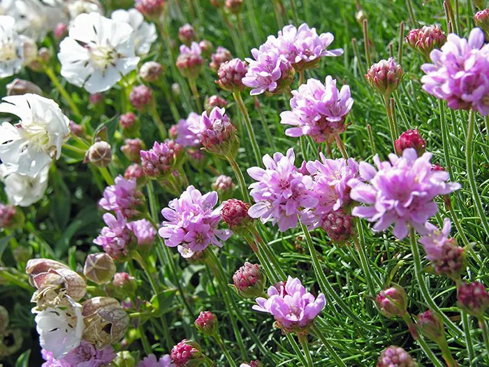 گل آرمریا یا گل میخک دریایی (Sea Thrift)نام علمی: (Armeria maritima)