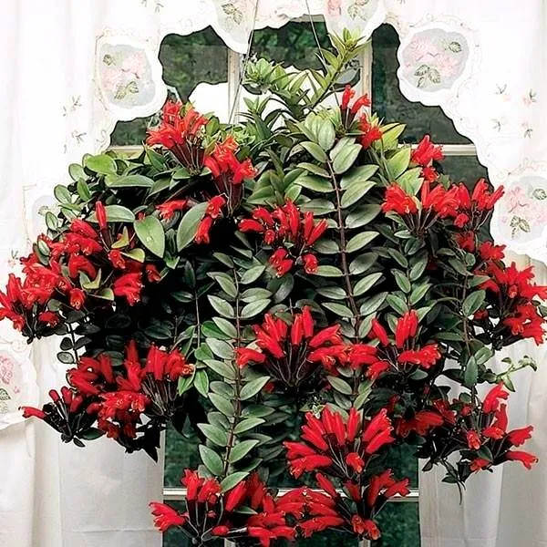 گل آشیانتوسنام علمی : Aeschynanthus Japhrolepis نام علمی آن برگرفته از کلمه یونانی ( aischyne ) به معنی شرم و خجالت است مجموعه تولیدی گلدان پلاستیکی سیدوس این گل زیبا را میپسندد.