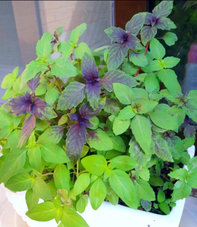 ریحان وکاشت این سبزی خوش عطر Basil and planting this fragrant herb مجموعه تولیدی سیدوس ,تولید کننده گلدان پلاستیکی سیدوس ,بیش از 120نوع, اعم از گلدان استوانه ای پلاستیکی سیدوس,گلدان الماسی پلاستیکی سیدوس,گلدان مربعی پلاستیکی,گلدان مثلثی پلاستیکی,گلدان گرد پلاستیکی ,باکس مستطیلی,در اندازه های کاکتوسی تا درختچه ای