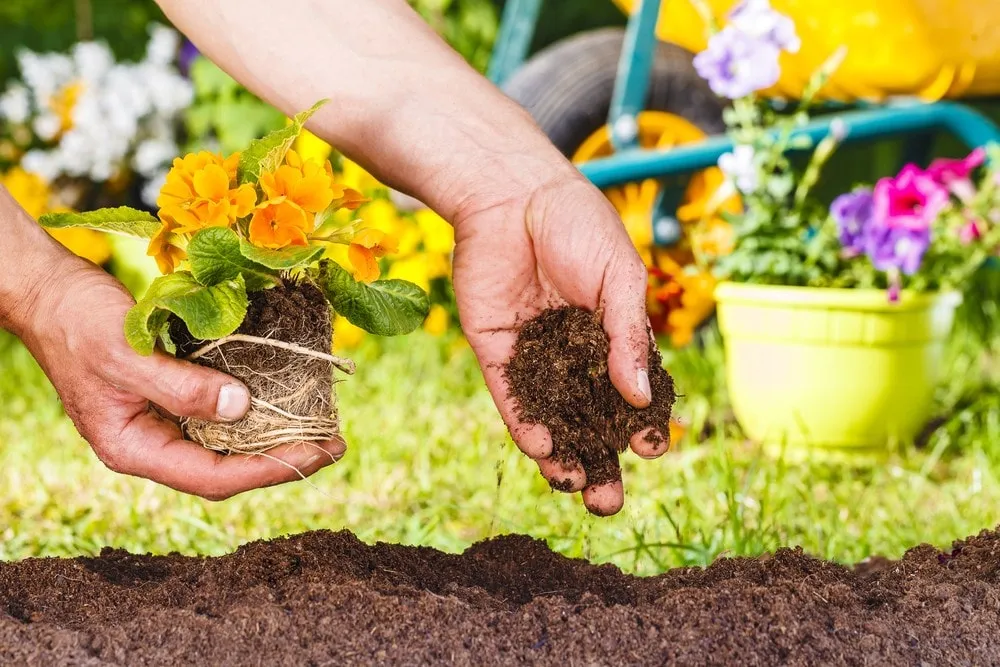 خاک مناسب برای کاشت گیاهSuitable soil for planting plants
مجموعه تولیدی سیدوس ,تولید کننده گلدان پلاستیکی سیدوس ,بیش از 120نوع, اعم از گلدان استوانه ای پلاستیکی سیدوس,گلدان الماسی پلاستیکی سیدوس,گلدان مربعی پلاستیکی,گلدان مثلثی پلاستیکی,گلدان گرد پلاستیکی ,باکس مستطیلی,در اندازه های کاکتوسی تا درختچه ای