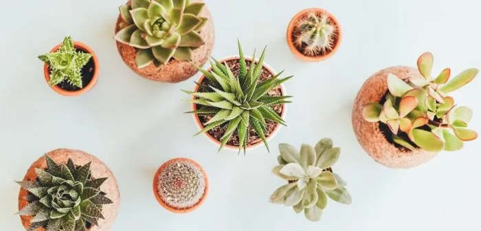 ساکولنت ها وکاکتوس ها Succulents and cacti
مجموعه تولیدی سیدوس ,تولید کننده گلدان پلاستیکی سیدوس ,بیش از 120نوع, اعم از گلدان استوانه ای پلاستیکی سیدوس,گلدان الماسی پلاستیکی سیدوس,گلدان مربعی پلاستیکی,گلدان مثلثی پلاستیکی,گلدان گرد پلاستیکی ,باکس مستطیلی,در اندازه های کاکتوسی تا درختچه ای