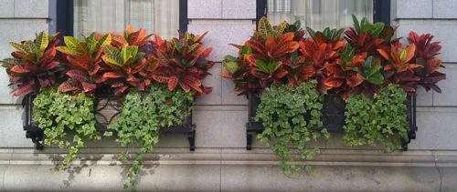 گیاه آپارتمانی کروتن پرتقالیOrange Croton Houseplant
مجموعه تولیدی سیدوس ,تولید کننده گلدان پلاستیکی سیدوس ,بیش از 120نوع, اعم از گلدان استوانه ای پلاستیکی سیدوس,گلدان الماسی پلاستیکی سیدوس,گلدان مربعی پلاستیکی,گلدان مثلثی پلاستیکی,گلدان گرد پلاستیکی ,باکس مستطیلی,در اندازه های کاکتوسی تا درختچه ای