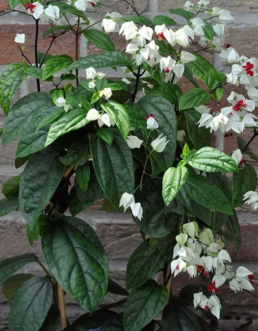 یاس معین التجار یا کلرودندروننام انگلیسی : CLERODENDRUM THOMSONIAE خانواده :   VERBENACEAE  – شاه‌پسند مجموعه تولیدی سیدوس ,تولید کننده گلدان پلاستیکی سیدوس