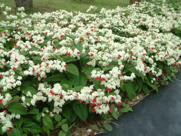 یاس معین التجار یا کلرودندروننام انگلیسی : CLERODENDRUM THOMSONIAE خانواده :   VERBENACEAE  – شاه‌پسند مجموعه تولیدی سیدوس ,تولید کننده گلدان پلاستیکی سیدوس