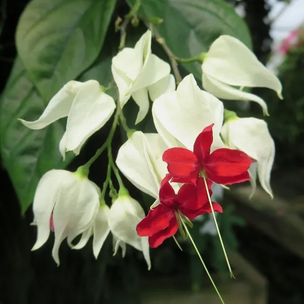 یاس معین التجار یا کلرودندروننام انگلیسی : CLERODENDRUM THOMSONIAE خانواده :   VERBENACEAE  – شاه‌پسند مجموعه تولیدی سیدوس ,تولید کننده گلدان پلاستیکی سیدوس