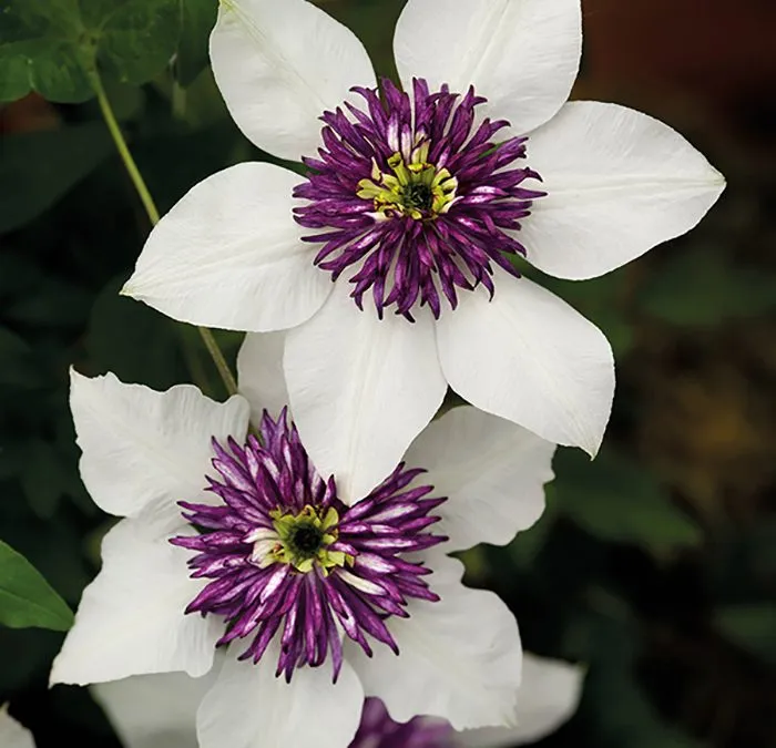 گل های بهاری وتابستانی مناسب باغچه (37گونه)Spring and summer flowers suitable for the garden (37 (species) مجموعه تولیدی سیدوس , تولید کننده گلدان های پلاستیکی سیدوس