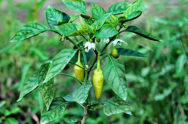 کمبود آهن در گیاه وعلائم آنIron-deficiency-in-plants-and-its-symptoms
مجموعه تولیدی سیدوس تولید کننده گلدان پلاستیکی سیدوس