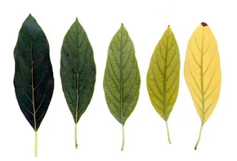 کمبود آهن در گیاه وعلائم آنIron-deficiency-in-plants-and-its-symptoms
مجموعه تولیدی سیدوس تولید کننده گلدان پلاستیکی سیدوس