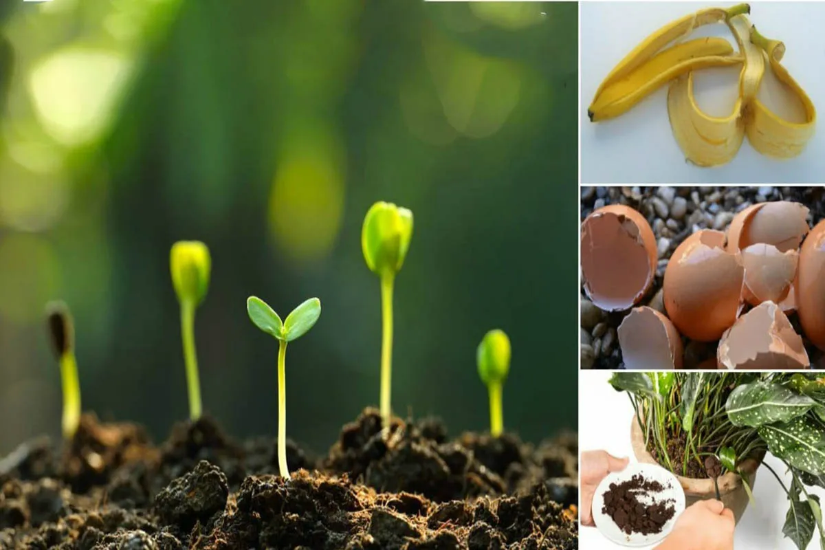 گل ها و گیاهان و آنچه برای تقویت آنها لازم استFlowers and plants and what is needed to enhance them
گلدان پلاستیکی  Plastic pot,  plastic vase مجموعه تولیدی سیدوس ,تولید کننده گلدان پلاستیکی سیدوس ,بیش از 120نوع, اعم از گلدان استوانه ای پلاستیکی سیدوس,گلدان الماسی پلاستیکی سیدوس,گلدان مربعی پلاستیکی,گلدان مثلثی پلاستیکی,گلدان گرد پلاستیکی ,باکس مستطیلی,در اندازه های کاکتوسی تا درختچه ای