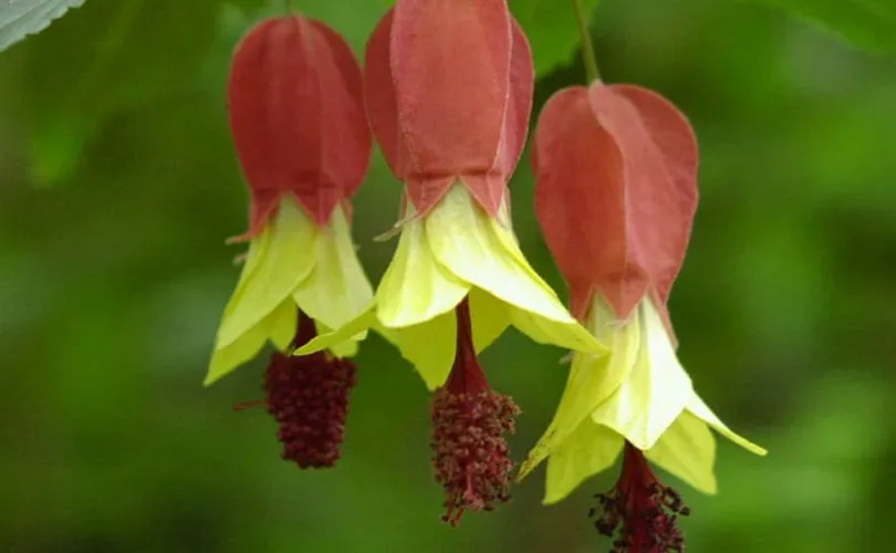 گل آبوتیلون,Abutilon 
megapotamicum
مجموعه تولیدی سیدوس ,تولید کننده گلدان پلاستیکی سیدوس