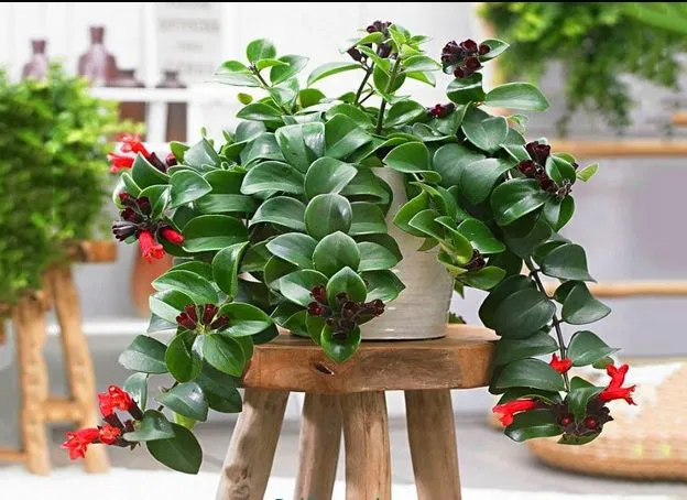 گل آشیانتوس نام علمی : Aeschynanthus Japhrolepis نام علمی آن برگرفته از کلمه یونانی ( aischyne ) به معنی شرم و خجالت است نام علمی آن برگرفته از کلمه یونانی ( aischyne ) به معنی شرم و خجالت است مجموعه تولیدی گلدان پلاستیکی سیدوس این گل زیبا را میپسندد.