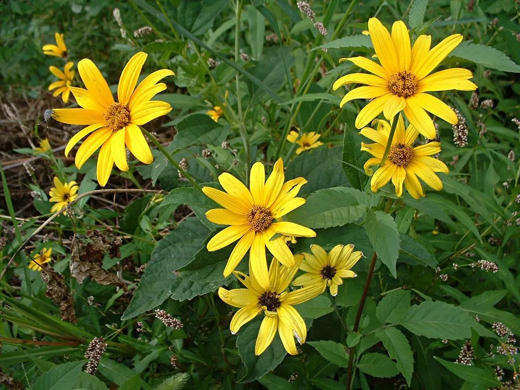 Biddy leaf sunflower and Sidoos plastic vase گل آفتابگردان برگ بیدی وگلدان پلاستیکی سیدوس