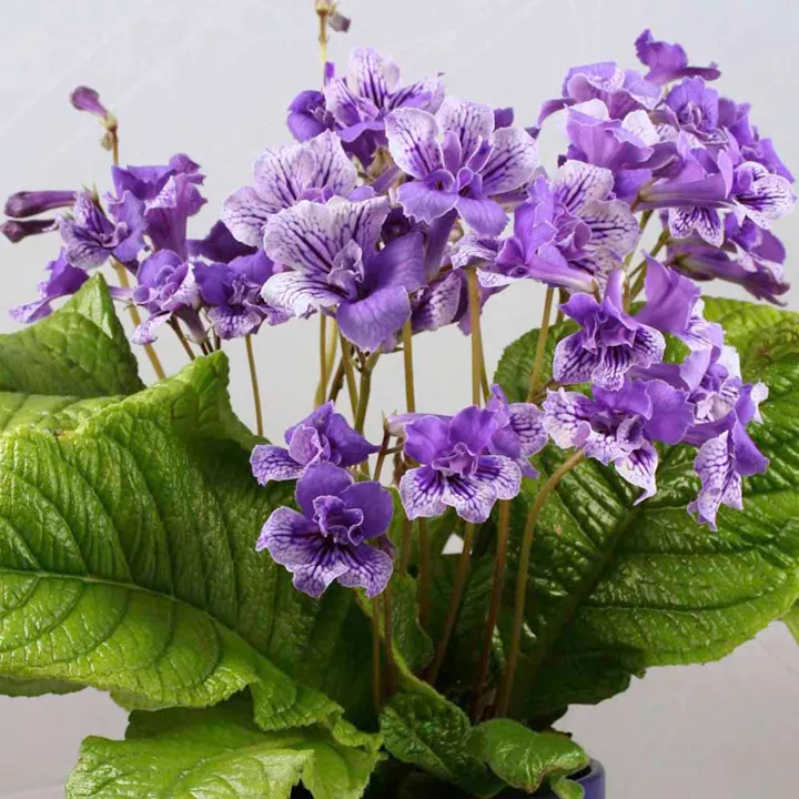 گل استرپتوکارپوس,اسم علمی این گیاه Streptocarpus ، از خانواده Gesneriaceae می باشد. مجموعه تولیدی سیدوس ,تولید کننده گلدان پلاستیکی سیدوس