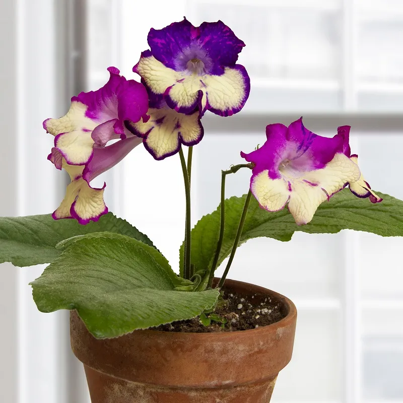 گل استرپتوکارپوس,اسم علمی این گیاه Streptocarpus ، از خانواده Gesneriaceae می باشد. مجموعه تولیدی سیدوس ,تولید کننده گلدان پلاستیکی سیدوس