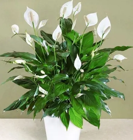 فصل پاییز وگیاهان آپارتمانی مناسب این فصلAutumn season and suitable houseplants for this season مجموعه تولیدی سیدوس ,تولید کننده گلدان پلاستیکی سیدوس ,بیش از 120نوع, اعم از گلدان استوانه ای پلاستیکی سیدوس,گلدان الماسی پلاستیکی سیدوس,گلدان مربعی پلاستیکی,گلدان مثلثی پلاستیکی,گلدان گرد پلاستیکی ,باکس مستطیلی,در اندازه های کاکتوسی تا درختچه ای