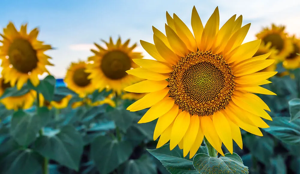 Sunflower in Sidoos rubber pot<br />
گل آفتابگردان در گلدان پلاستیکی سیدوس<br />
آفتابگردان خورشید طلایی
