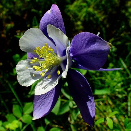 گل تاج الملوکAquilegia vulgaris Nora Barlow مجموعه تولیدی سیدوس ,تولید کننده گلدان پلاستیکی سیدوس وشیلنگ آب وشیلنگ گاز وشیلنگ کولری ومحصولات پلاسکویی مانند چاقو تیز کن پوست کن,َ
