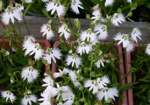 ارکیده مرغ ماهی‌خوار/ ارکیده مینای سفید (White Egret Orchid) نام علمی: (Habenaria radiate)