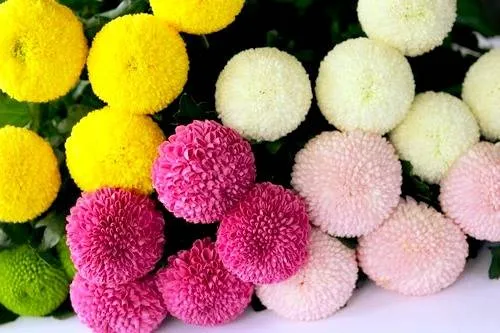 chrysanthemum گل داوودی