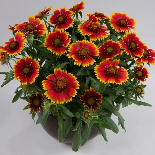 گیاه رعنا زیبا (Great Blanket Flower)نام علمی: (Gaillardia aristata)