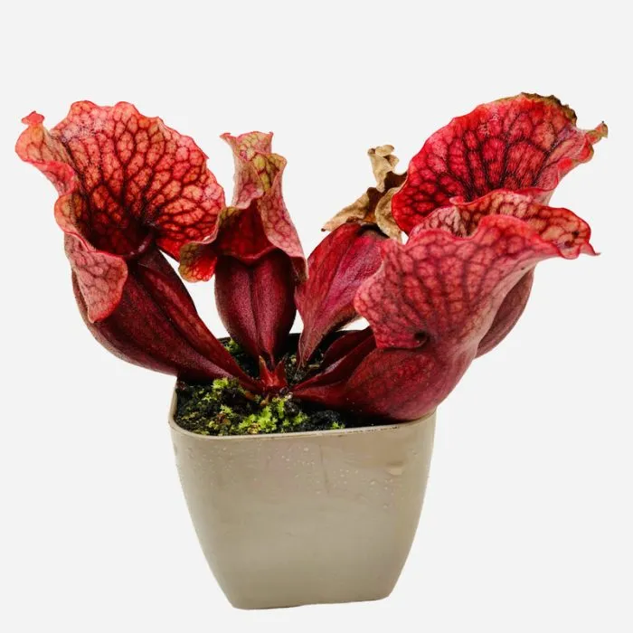 گیاهان گوشتخوار (به انگلیسی: Carnivorous plants )،با فتوسنتز انرژی تولید می‌کنند.مجموعه تولیدی سیدوس ,تولید کننده گلدان پلاستیکی سیدوس ,بیش از 120نوع, اعم از گلدان استوانه ای پلاستیکی سیدوس,گلدان الماسی پلاستیکی سیدوس,گلدان مربعی پلاستیکی,گلدان مثلثی پلاستیکی,گلدان گرد پلاستیکی ,باکس مستطیلی,در اندازه های کاکتوسی تا درختچه ای