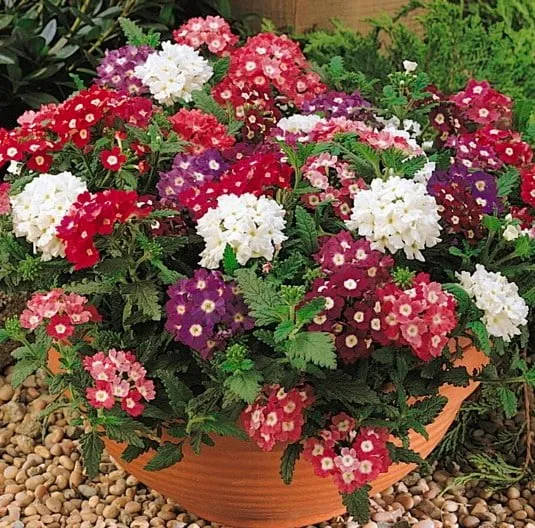 گل شاه پسند گیاهی با عادت رشد درختچه‌ای بوده و از خانواده Verbenaceae و نام علمی Verbena Bonariensis، متعلق به تیرۀ شاپسند است.مجموعه تولیدی سیدوس ,تولید کننده گلدان پلاستیکی سیدوس