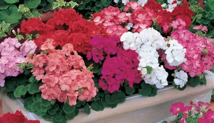 گل شمعدانیGeranium