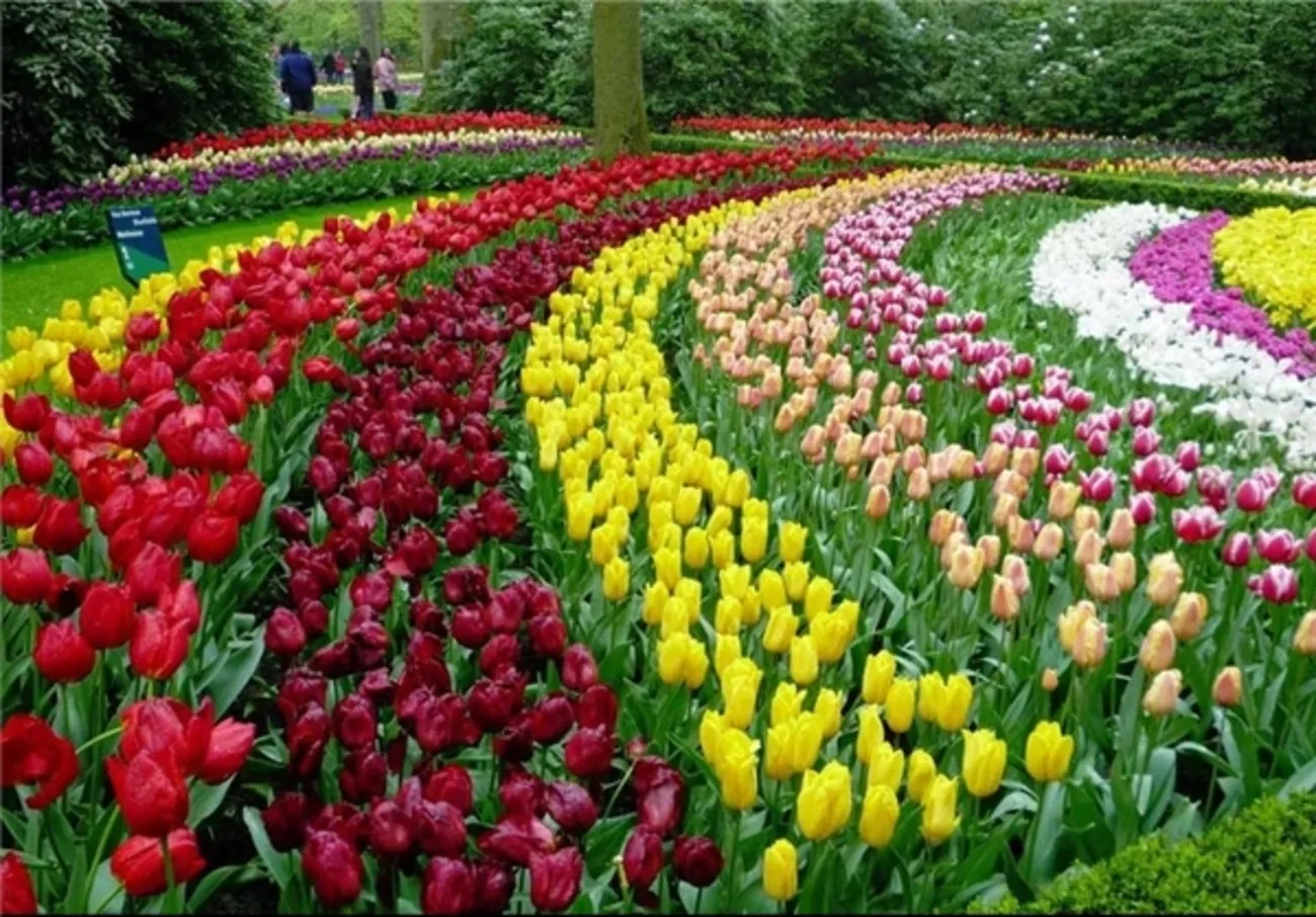 معنا ومفهوم گل ها (22گل)Meaning and concept of flowers (22 flowers) مجموعه تولیدی سیدوس ,تولید کننده گلدان پلاستیکی سیدوس