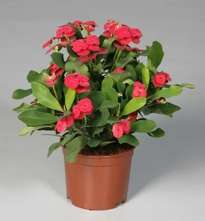 ,Euphorbia milii ,Milkweed