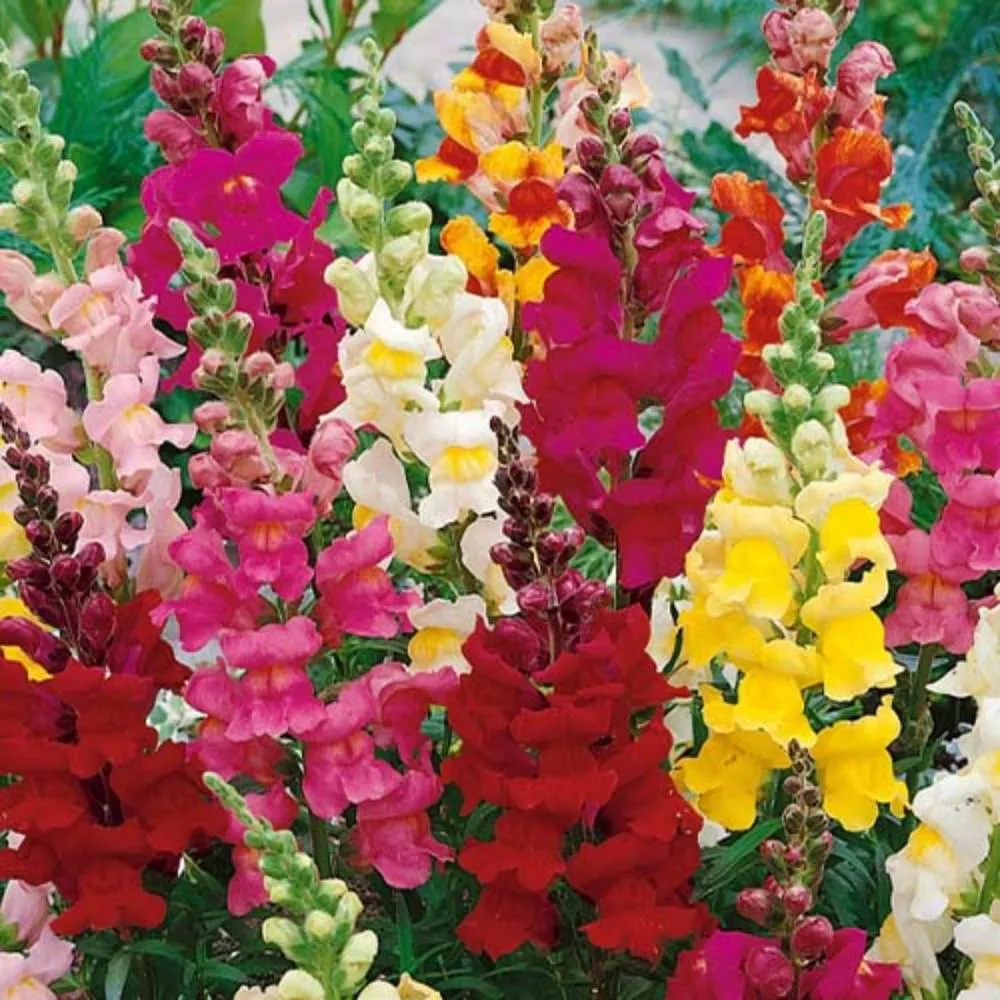 گل های بهاری وتابستانی مناسب باغچه (37گونه)Spring and summer flowers suitable for the garden (37 (species) مجموعه تولیدی سیدوس , تولید کننده گلدان های پلاستیکی سیدوس