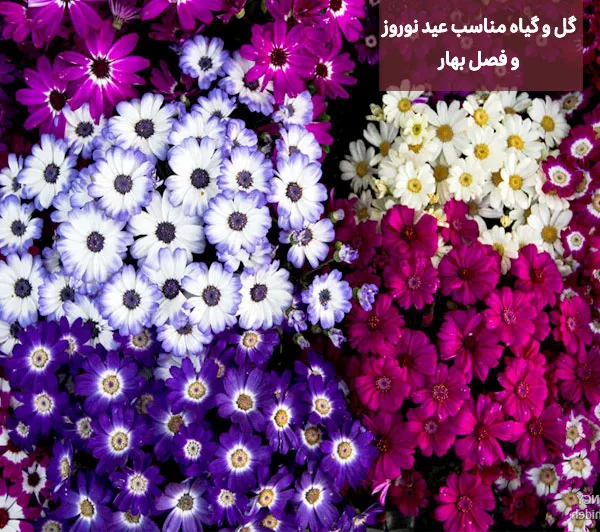 گل های بهاری مناسب نوروز Spring flowers suitable for Nowruz (10 flowers) مجموعه تولیدی سیدوس , تولید کننده گلدان پلاستیکی سیدوس