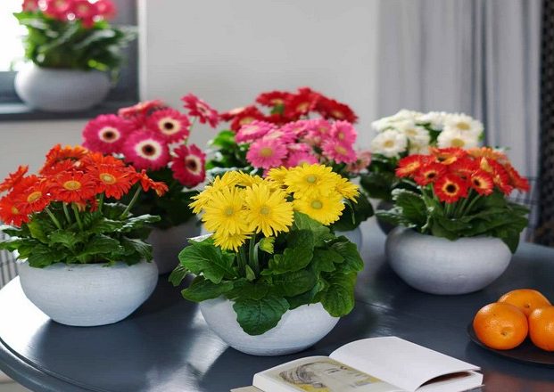 gerbera flower, "GERBERA JAMESONII"گل ژربرا,