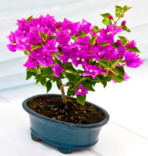 گل کاغذی کبیر (Great Bougainvillea)نام علمی: (Bougainvillea spectabilis)