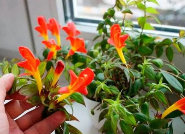 گل کولومنئا Columnea مجموعه تولیدی سیدوس ,تولید کننده گلدان پلاستیکی سیدوس ,بیش از 120نوع, اعم از گلدان استوانه ای پلاستیکی سیدوس,گلدان الماسی پلاستیکی سیدوس,گلدان مربعی پلاستیکی,گلدان مثلثی پلاستیکی,گلدان گرد پلاستیکی ,باکس مستطیلی,در اندازه های کاکتوسی تا درختچه ای