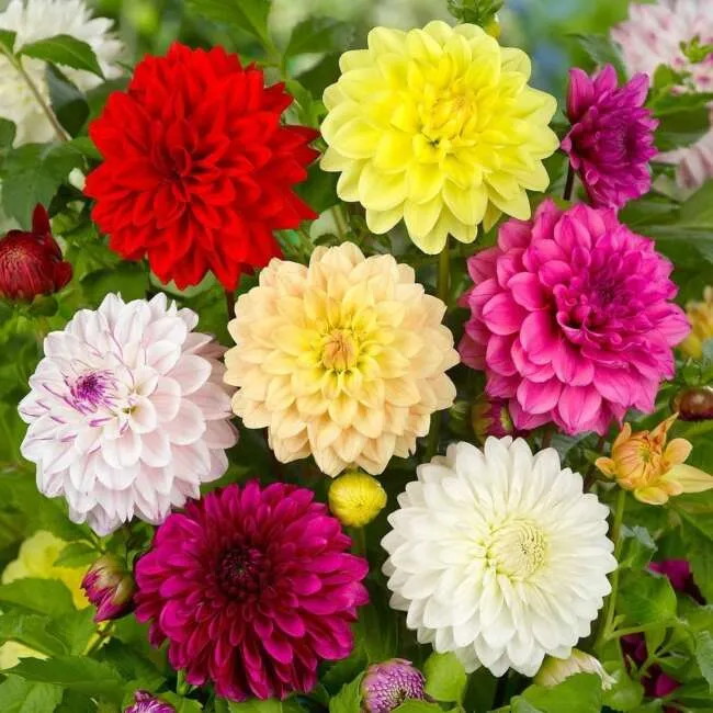 گل کوکب (Dahlias)نام علمی: (Dahlia)