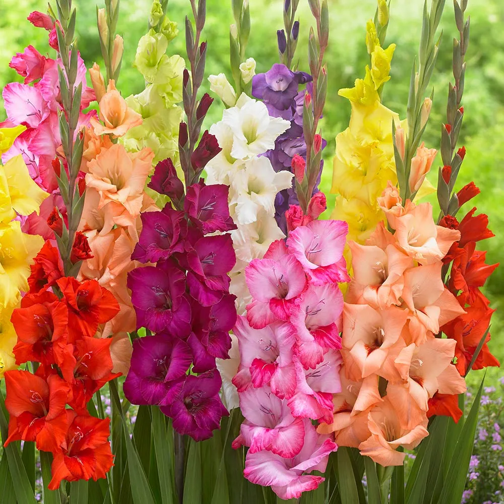 گل گلایول (Gladioli)نام علمی: (Gladiolus)