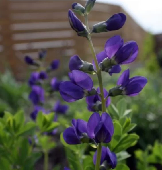 گل درختچه نیل,وسمه, ویستریاGenus Indigofera flower,Fabaceae, مجموعه تولیدی سیدوس تولید کننده گلدان پلاستیکی سیدوس