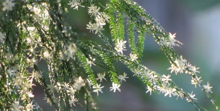  سرخس مارچوبهنام علمی: Asparagus Falcatus مجموعه تولیدی سیدوس ,تولید کننده گلدان پلاستیکی سیدوس ,بیش از 120نوع, اعم از گلدان استوانه ای پلاستیکی سیدوس,گلدان الماسی پلاستیکی سیدوس,گلدان مربعی پلاستیکی,گلدان مثلثی پلاستیکی,گلدان گرد پلاستیکی ,باکس مستطیلی,در اندازه های کاکتوسی تا درختچه ای