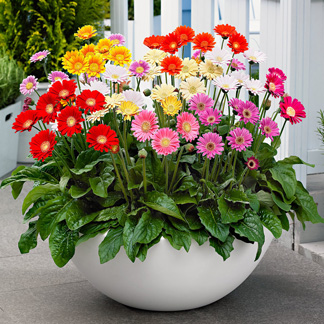 gerbera flower, "GERBERA JAMESONII"گل ژربرا,